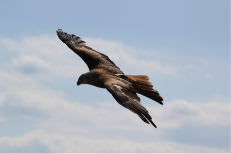 Aigle - Animal Totem