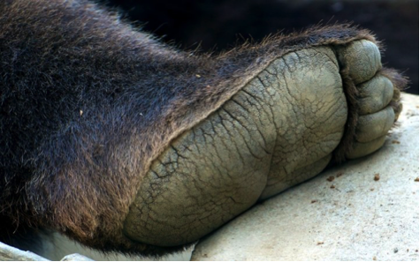 Big Foot - Animal Totem