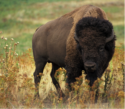 Bison - Animal Totem