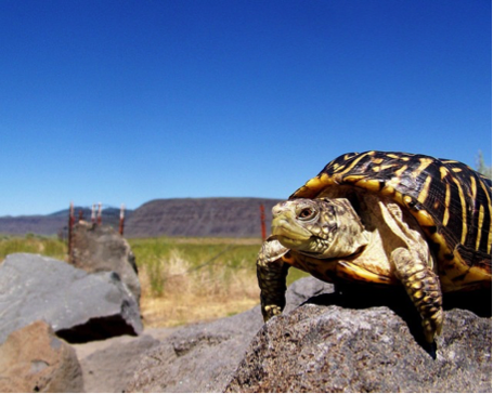 Tortue - Animal Totem