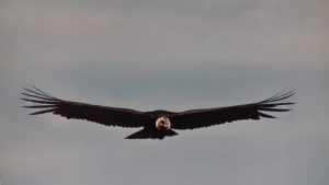 Le Condor - Animal Totem