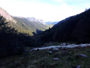 Portail 1/10/18 - Transhumance